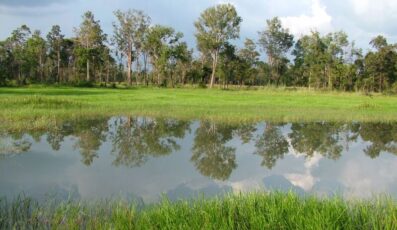 Vườn quốc gia Lò Gò Xa Mát - Tìm hiểu khu du lịch sinh thái tự nhiên của Tây Ninh
