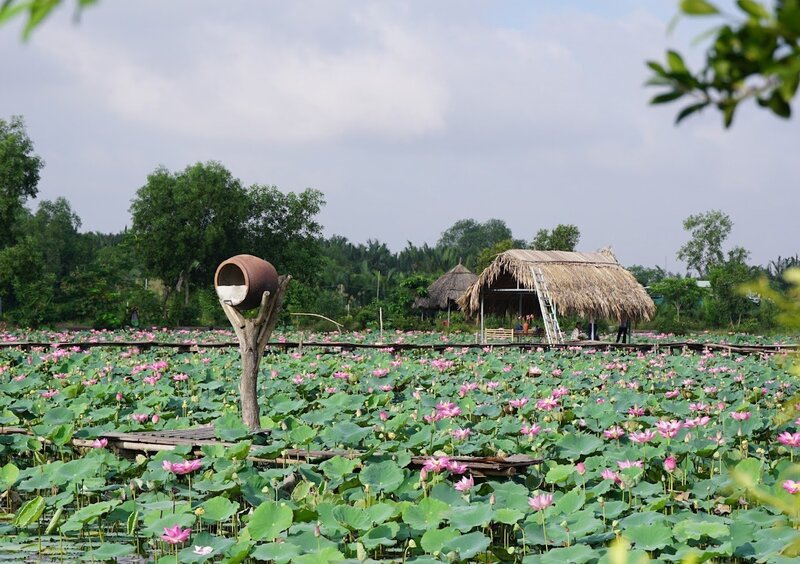 Đầm sen Tam Đa, nét đẹp bình yên giữa lòng thành thị