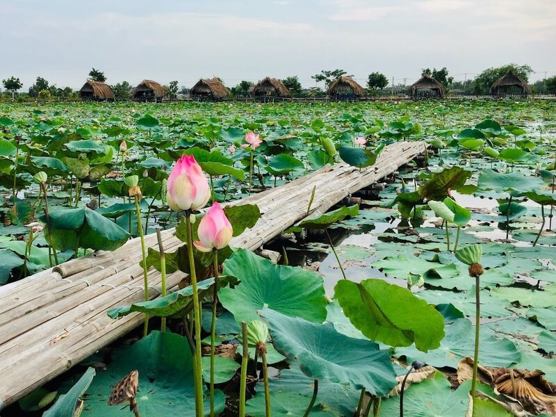 Đầm sen Tam Đa, nét đẹp bình yên giữa lòng thành thị