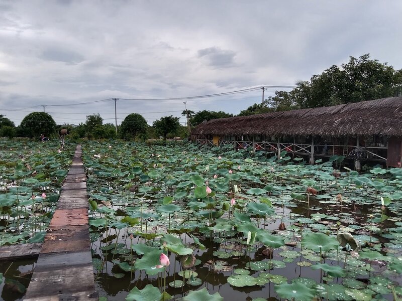 Đầm sen Tam Đa, nét đẹp bình yên giữa lòng thành thị